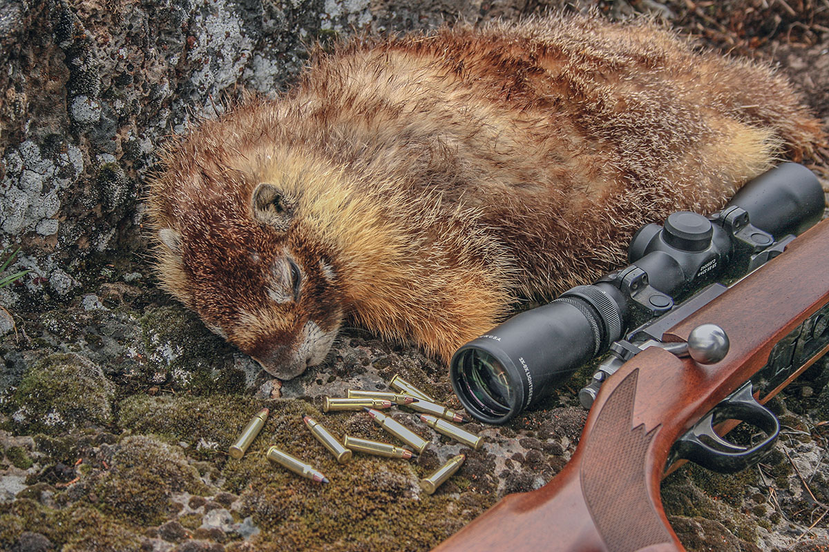 High-velocity rimfire loads, like the 17 HMR, can be great varmint cartridges when matched with the right bullets.